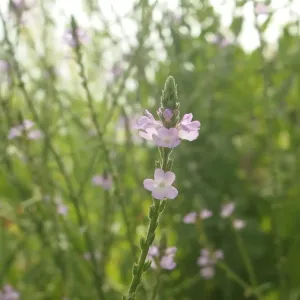 feuilles et fleurs de verveine officinale