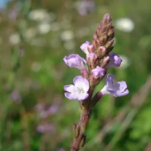 plant de verveine officinale en fleurs