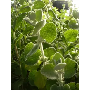 Leaves of Greek Horehound plant Visuel