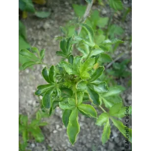 siberian ginseng plant Visuel