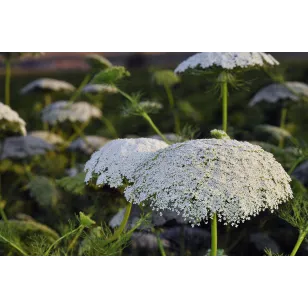 toothpick flowers Visuel