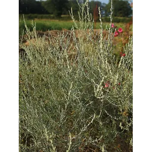 White wormwood (plant) Visuel