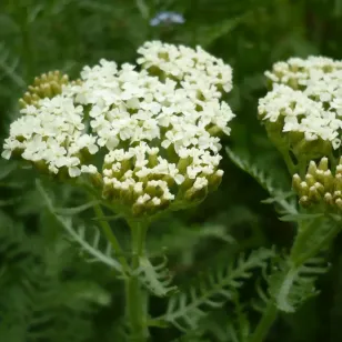 achillée odorante en fleurs Visuel