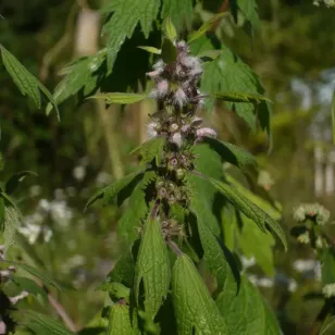 plant d&amp;#039;agripaume en fleurs Visuel