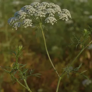 ammi majus en fleur Visuel