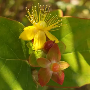 fleurs d&amp;#039;androsème Visuel