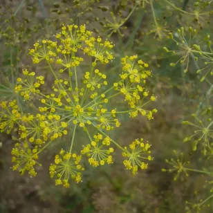 fleurs d&amp;#039;aneth Visuel