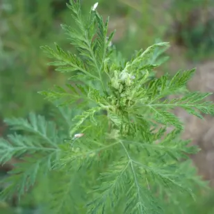 feuilles d&amp;#039;armoise annuelle Visuel