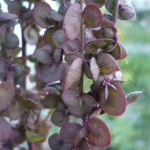 semences d&amp;#039;arroche rouge Visuel