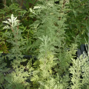 feuilles d&amp;#039;absinthe africaine Visuel