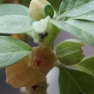 fruit d&amp;#039;Ashwagandha Visuel