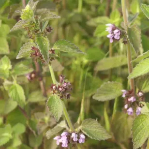 sommités fleuries de ballote noire Visuel
