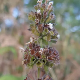 graines de ballote noire Visuel
