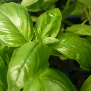 feuilles de basilic Visuel