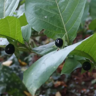 plant de belladone Visuel