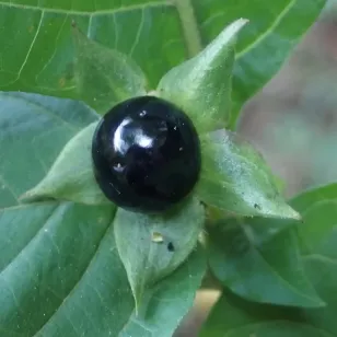 Belladona, Deadly Nightshade (seeds) Visuel