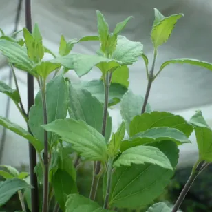 dream herb plant Visuel