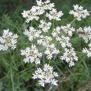 ombelle de berce Visuel