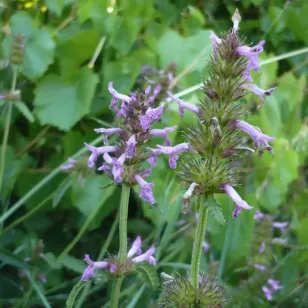 fleurs de btéoine Visuel