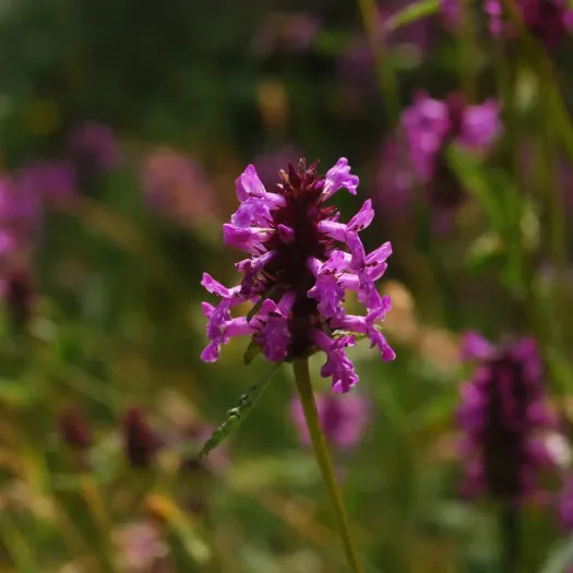 superbe fleur de bétoine