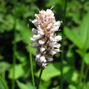 fleur de bisorte Visuel