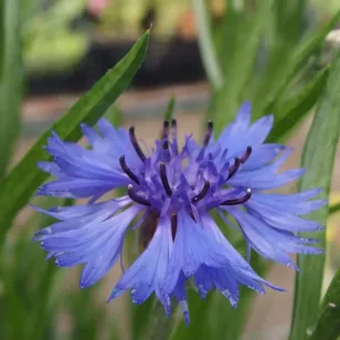 fleur de bleuet Visuel