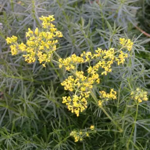 fleurs de caille lait Visuel