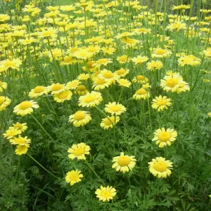 champ de camomille des teinturiers Visuel