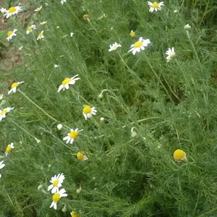 Roman Chamomile Simple flowers (seeds) Visuel