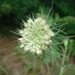 fleurs de carotte sauvage en début de floraison Visuel