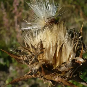 Blessed milk thistle (seeds) Visuel
