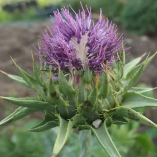 Blessed milk thistle (plant) Visuel