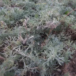 plant de genepi Visuel