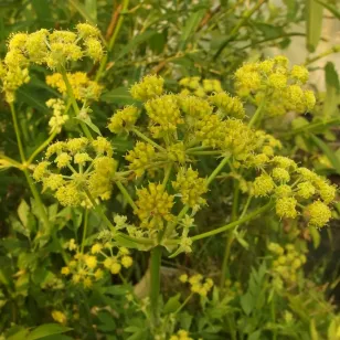 fleurs de liveche Visuel