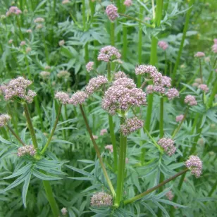 fleurs de valeriane Visuel