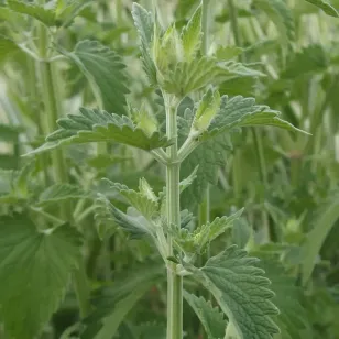 Catnip (plant) Visuel