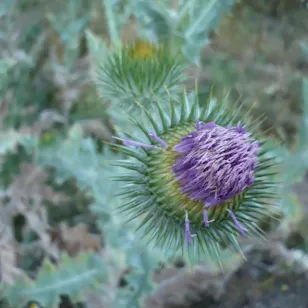 fleurs de chardon aux anes Visuel