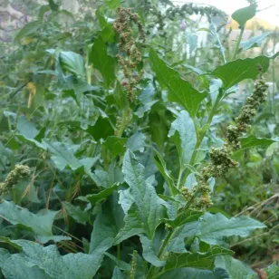plant de bon henri Visuel