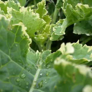 feuilles de chou daubenton panache Visuel