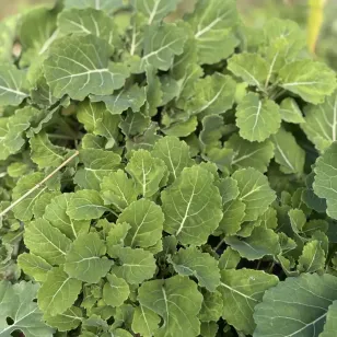 plant de chou kale daubenton Visuel