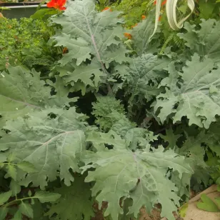 feuilles chou vivace red russian Visuel