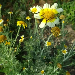 fleurs de chrysantheme comestible Visuel