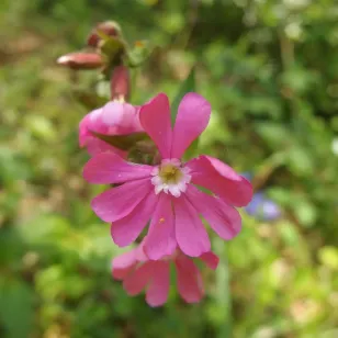 fleurs silene dioque Visuel