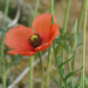 fleurs de papaver dubium Visuel