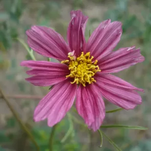 cosmos-rouge-fleurs-semences Visuel