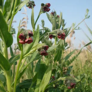 Common hound&amp;#039;s-tongue (seeds) Visuel