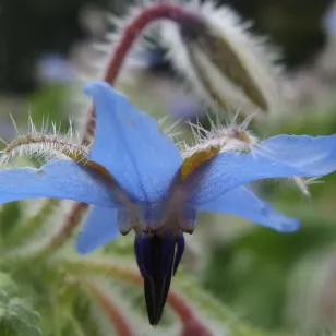 fleur de bourrache Visuel