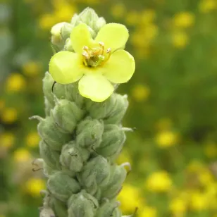 fleur de bouillon blanc Visuel