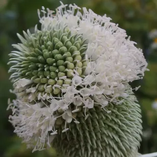 Common Teasel (seeds) Visuel