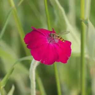 fleurs de coquelourde Visuel